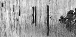 1220 - Islandeady Lough Reeds 6