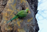 Ring-necked Parakeet