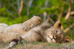 Playful cub