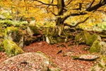 Yarncliffe Wood (1)