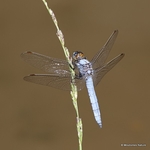 Southern Skimmer (Orthetrum brunneum) M