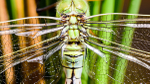 Teneral Female Emperor