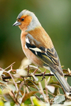 Chaffinch m 270310