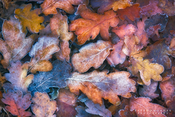 Winter Leaves