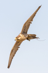 hybrid Perisaker-6715