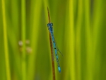 Azure Damselfly