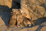Playful cubs