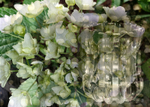 Hydrangea