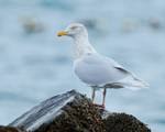 Glaucous Gull (adult winter) perched on a rock, Grundarfjörður