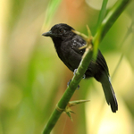 Black-hooded Antshrike (male) perched on a branch at the forest edge