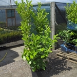 Container grown laurel