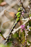 Female Southern hawker