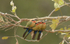 White-fronted bee-eaters