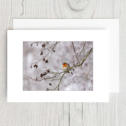 Robin