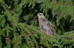 Common Buzzard