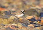 Ringed Plover - Charadrius dubius