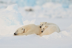 Sleeping female Polar Bear & cubs, Svalbard, Norway