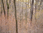 SPRING WOODLAND - RONDEAU PROVINCIAL PARK
