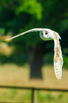 barn owl tyto alba-7858