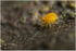 Sminthurinus aureus