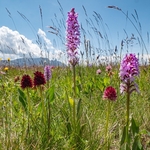  Alpine vanilla orchid ( G.nigra) (Left) Fragrant orchid (G. conospsea)  and alpine vanilla orchid (G. rhellicani) ) colour form.