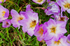 Colchicum cilicicum
