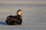 Southern Giant Petrel resting on beach, Volunteer Point, Falklands