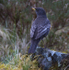 Male Ring Ouzel