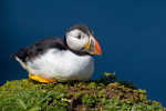 Puffin
