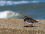 Turnstone