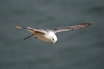May 2009 - Fulmar
