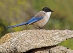 Azure Winged Magpie