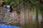 Glossy Ibis drops down, Wakodahatchee Wetlands, Florida