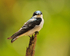 Mangrove Swallow perched on top of a broken branch on the Rio Esquinas