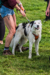 Loweswater Show-38