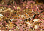 Liocarcinus depurator