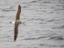 Shy Albatross banking, at sea, South Africa