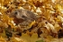 Hedgehog - British Wildlife Centre