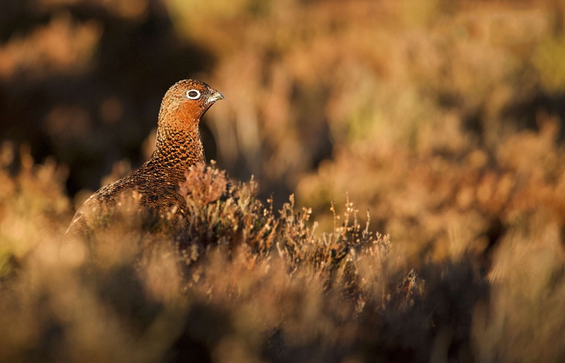 Red Grouse - Stanage Edge - Peak District