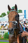 280625-Race 5-Turquino-0529