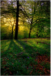 Pinfield Woods #05