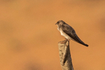 Brown-throated Martin