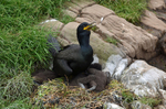 Shag and chicks