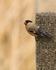 20110319-IMG_2425