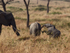 Playful baby Elephant