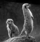 Meerkats