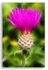 2275 Thistle