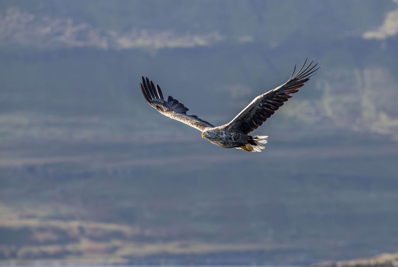 White Tailed Eagle - Isle of Mull - Scotland