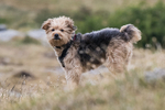 Hutton Roof-688