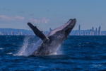Humpback Breach into the wind 2. 0A3A2836